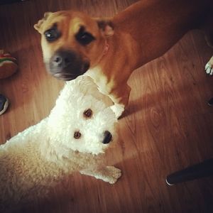 Meet your Posher, Shannon